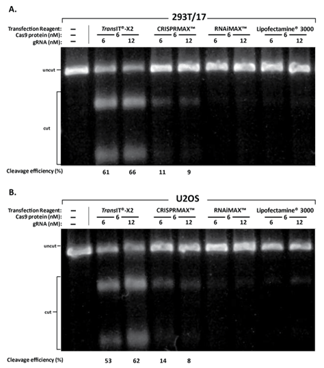 A close-up of a dna test Description automatically generated